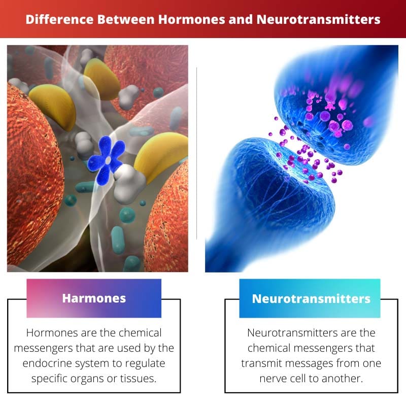 Difference Between Hormones and Neurotransmitters