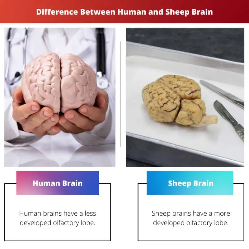 Difference Between Human and Sheep Brain 1