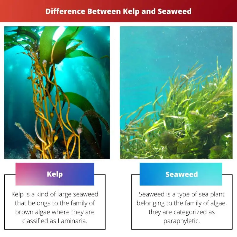 Difference Between Kelp and Seaweed