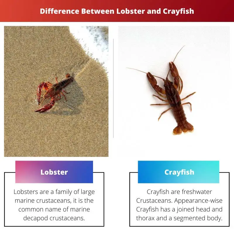 Difference Between Lobster and Crayfish