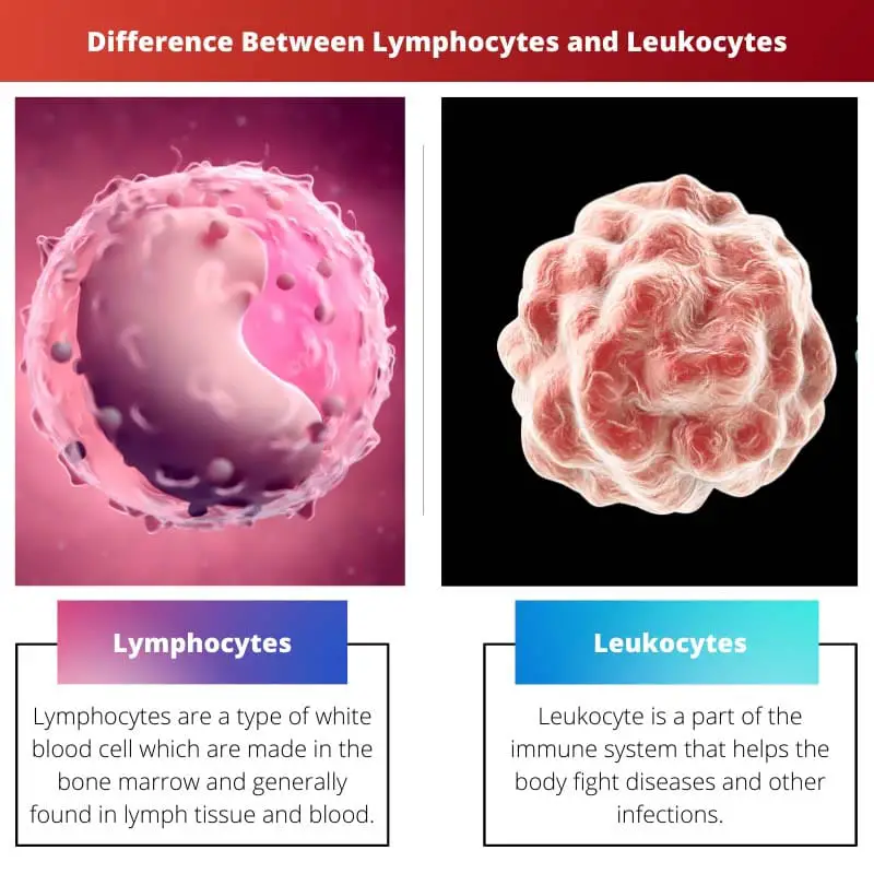 Difference Between Lymphocytes and Leukocytes
