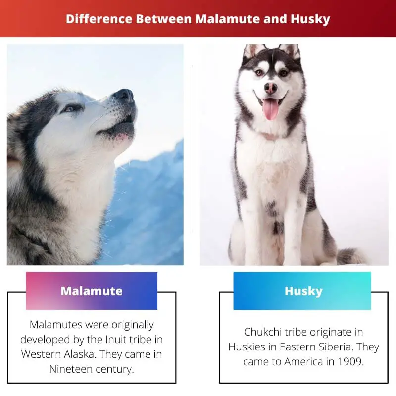 Difference Between Malamute and Husky