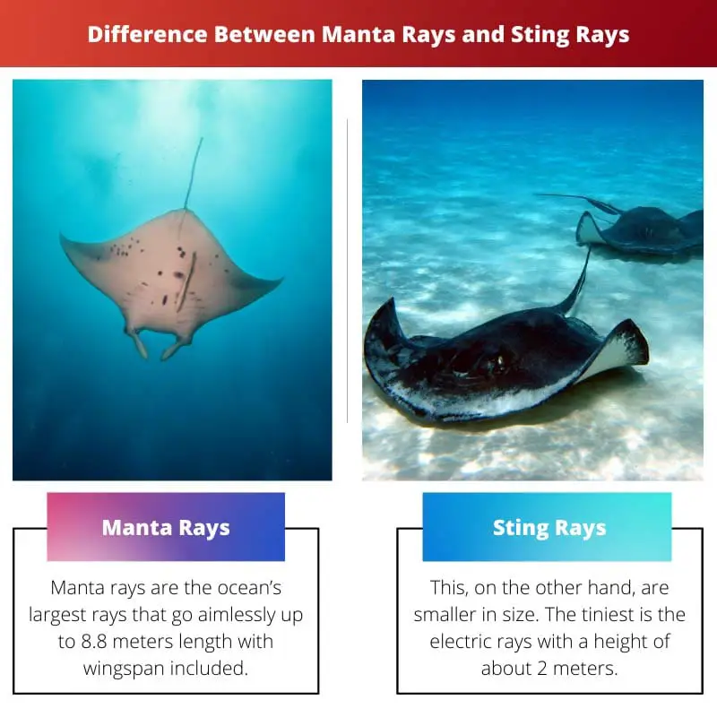 Difference Between Manta Rays and Sting Rays