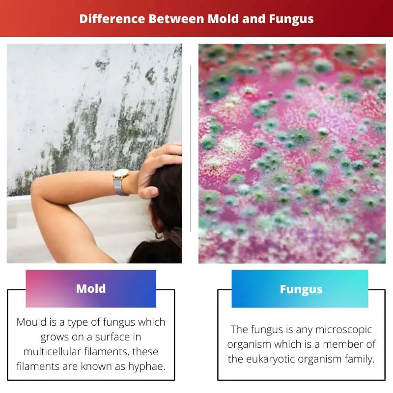 Difference Between Mold and Fungus