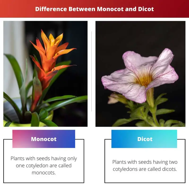 Difference Between Monocot and Dicot