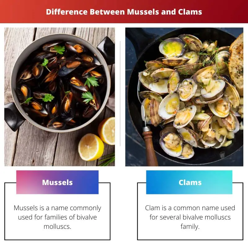 Difference Between Mussels and Clams