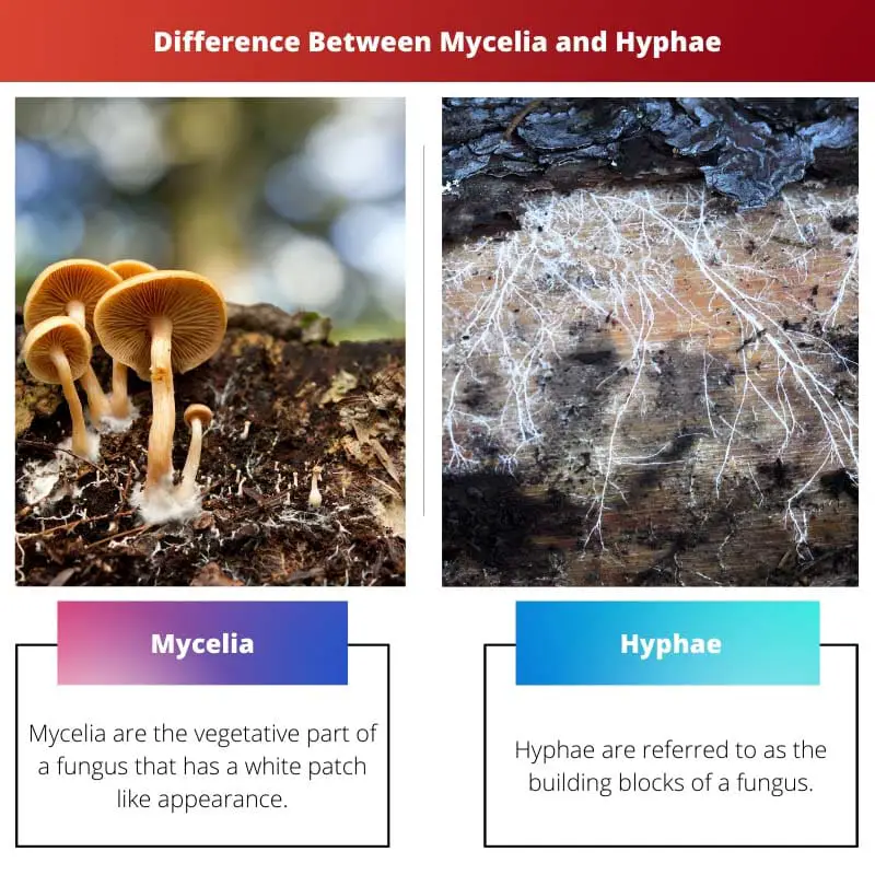 Difference Between Mycelia and Hyphae