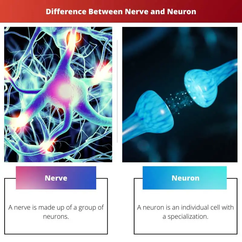 Difference Between Nerve and Neuron