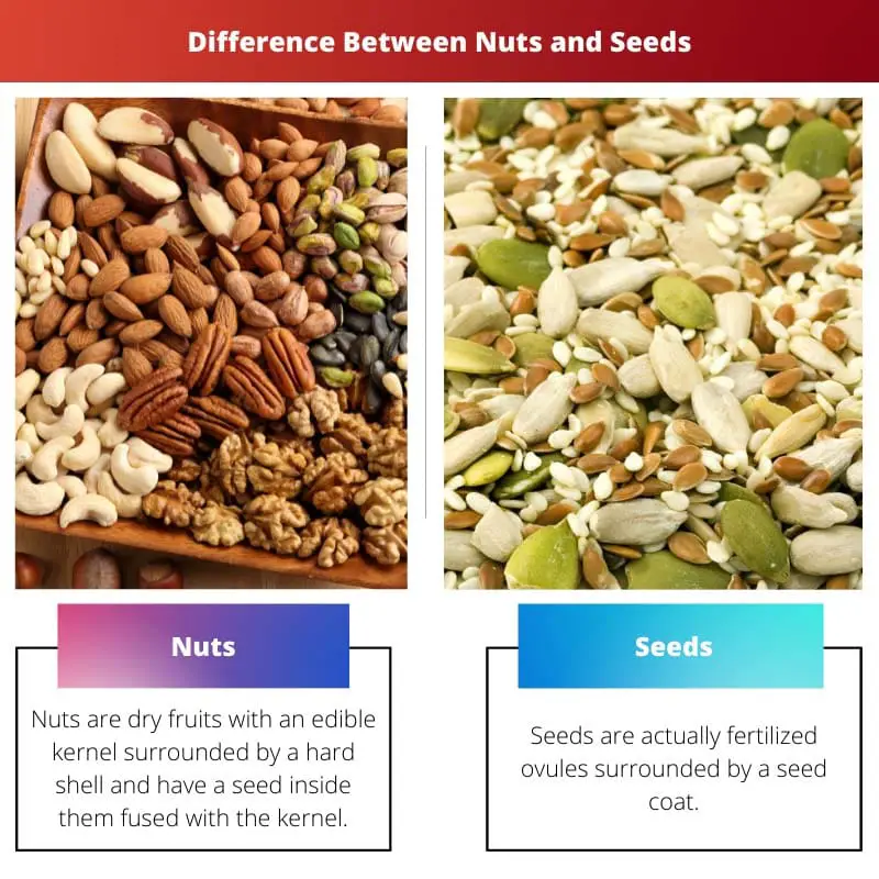 Difference Between Nuts and Seeds