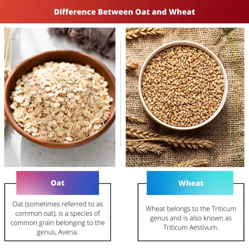 Difference Between Oat and Wheat