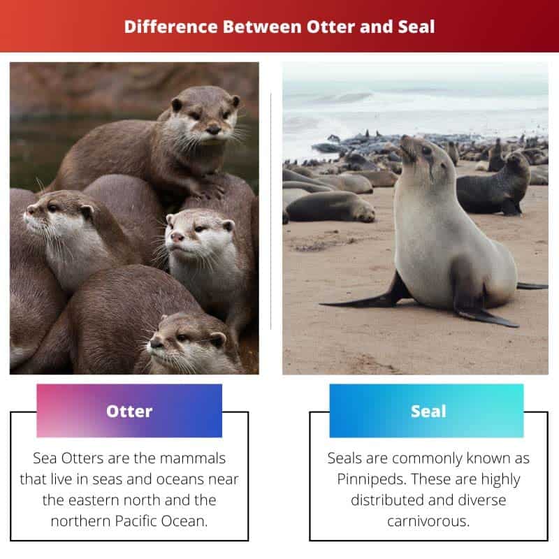 Lontra x foca diferença e comparação