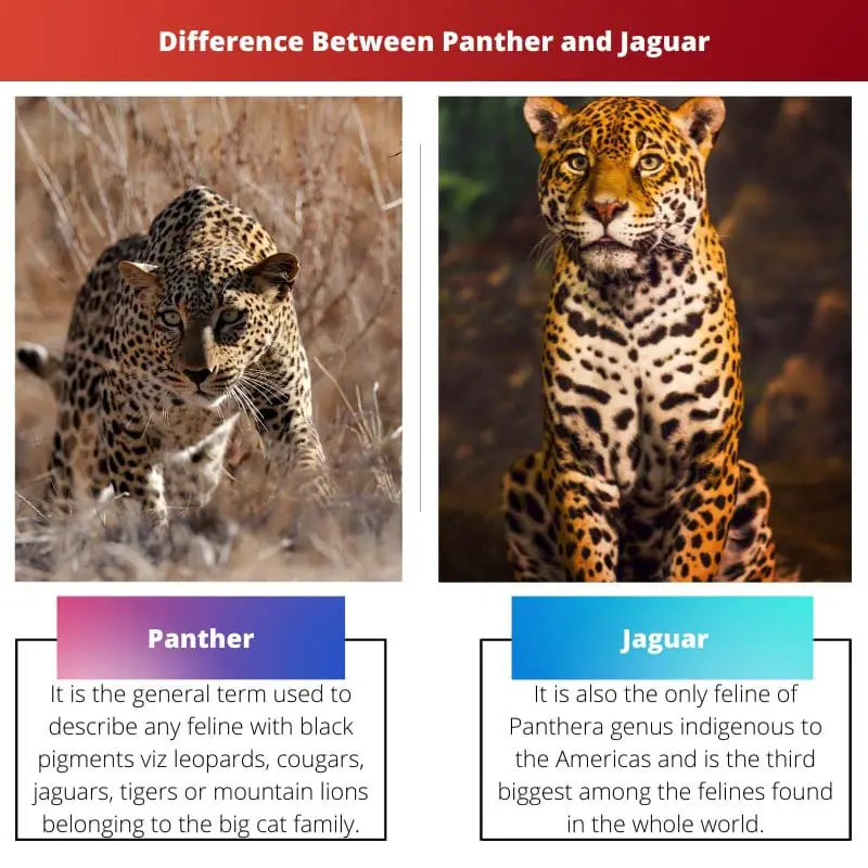 Difference Between Panther and Jaguar