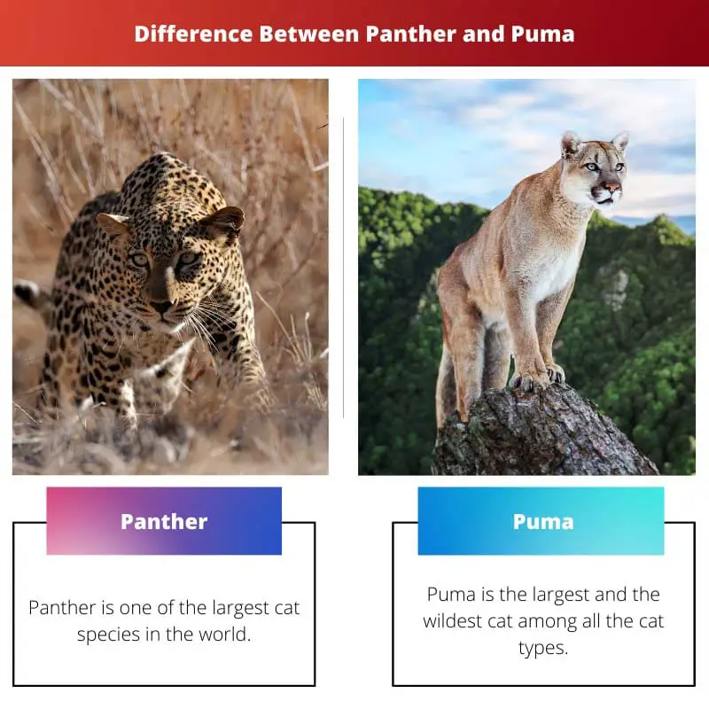 Difference Between Panther and Puma