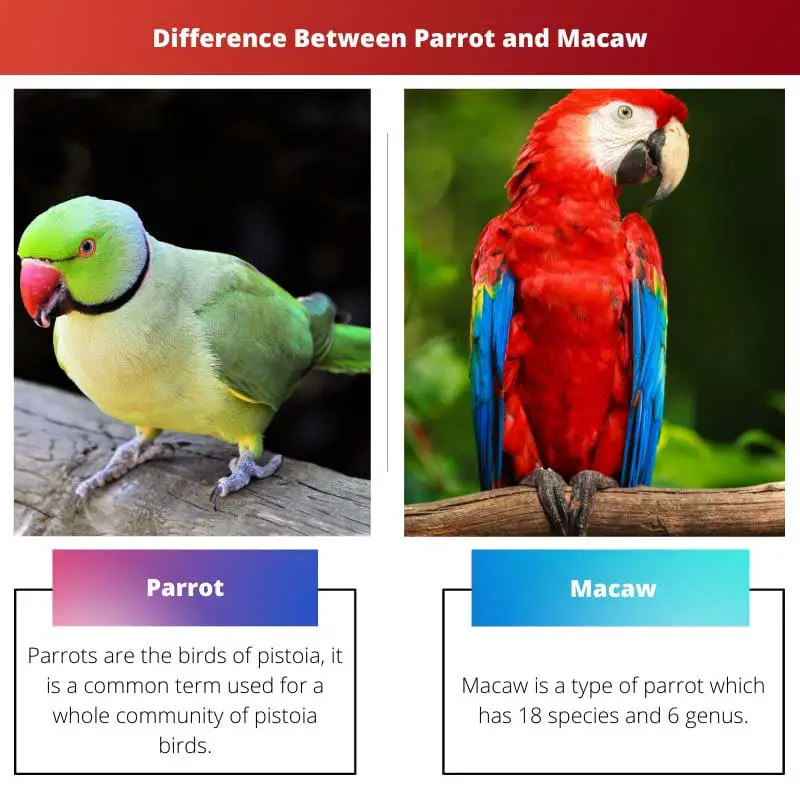 Difference Between Parrot and Macaw