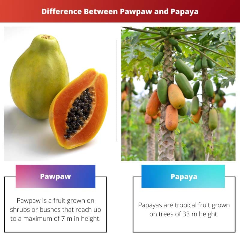 Difference Between Pawpaw and Papaya