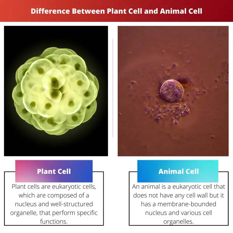 Difference Between Plant Cell and Animal Cell