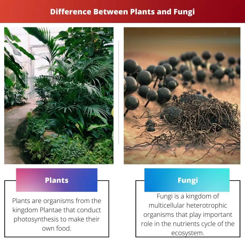 Difference Between Plants and Fungi