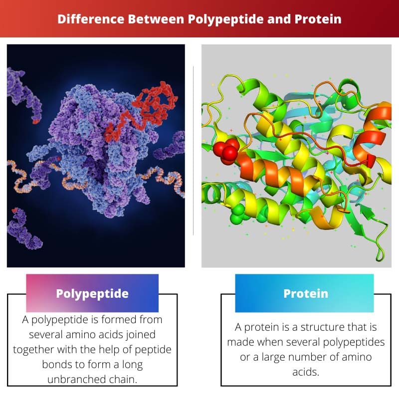 Difference Between Polypeptide and Protein