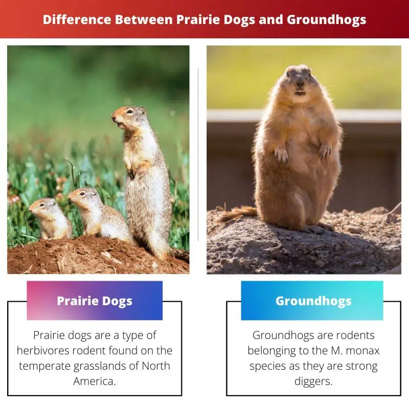 Difference Between Prairie Dogs and Groundhogs
