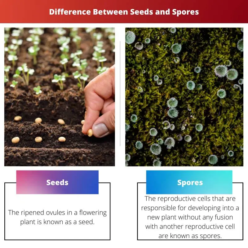 Difference Between Seeds and Spores