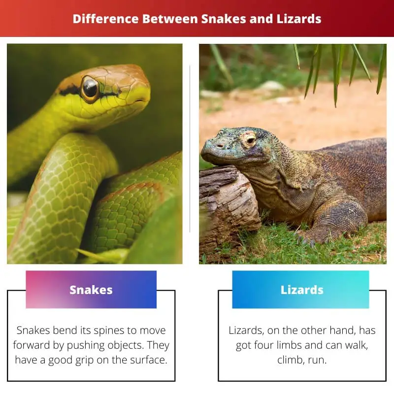Difference Between Snakes and Lizards