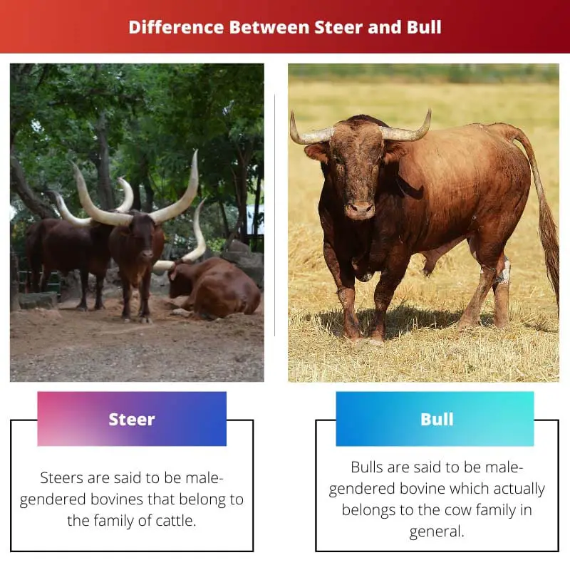 Difference Between Steer and Bull