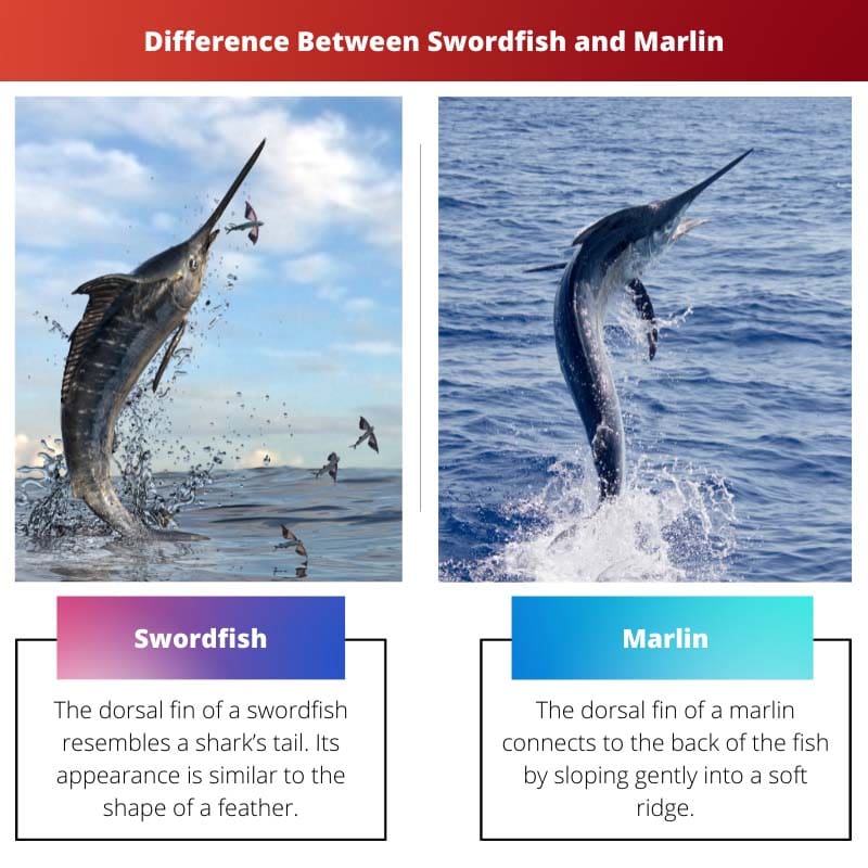 Difference Between Swordfish and Marlin