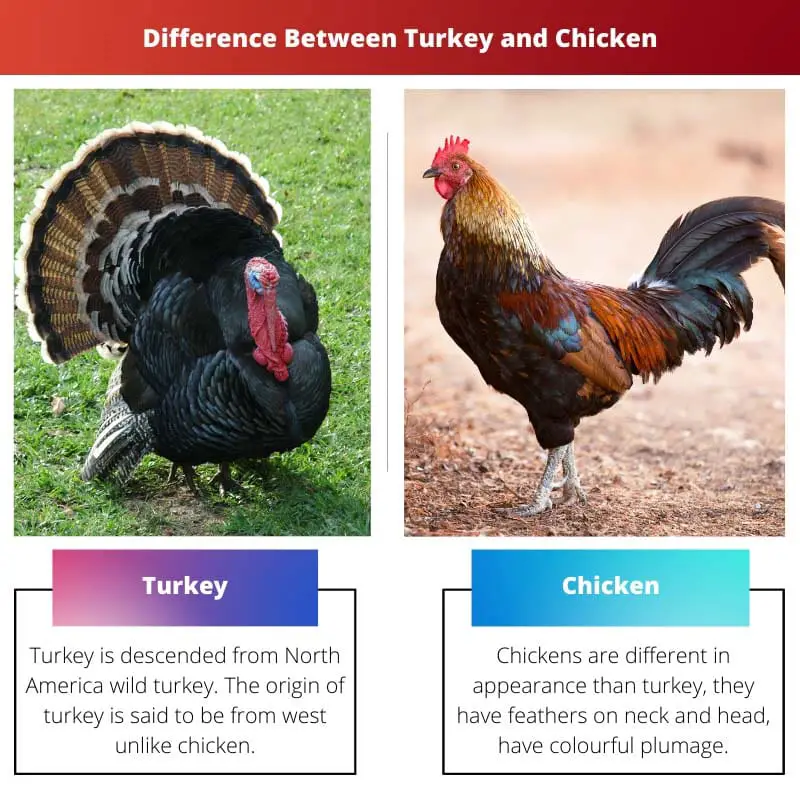 Difference Between Turkey and Chicken