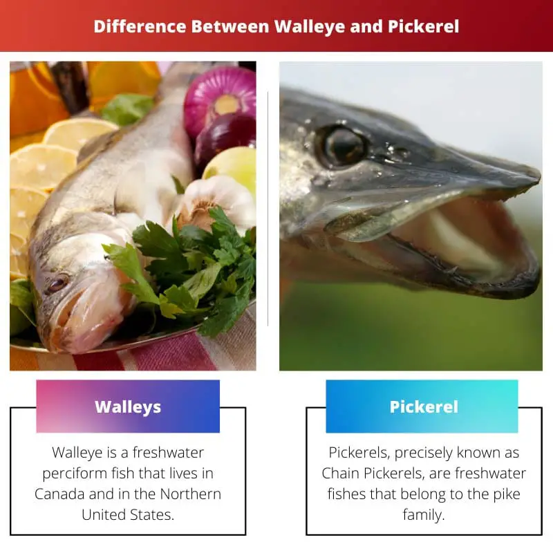 Difference Between Walleye and Pickerel