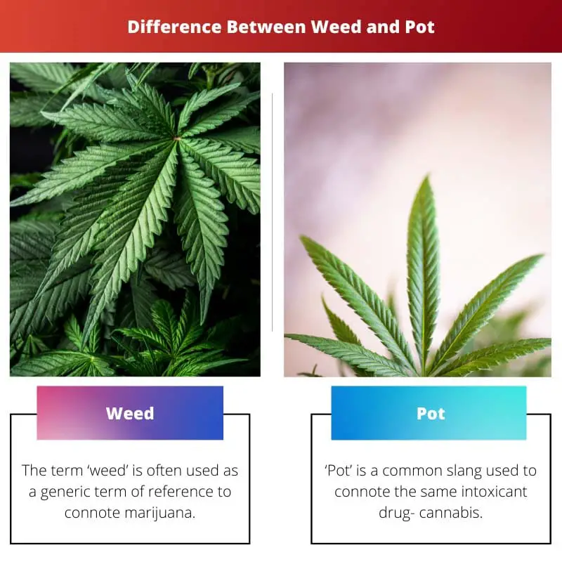 Difference Between Weed and Pot