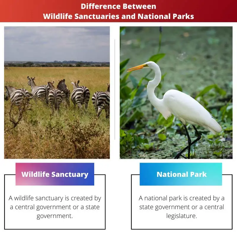 Difference Between Wildlife Sanctuaries and National Parks