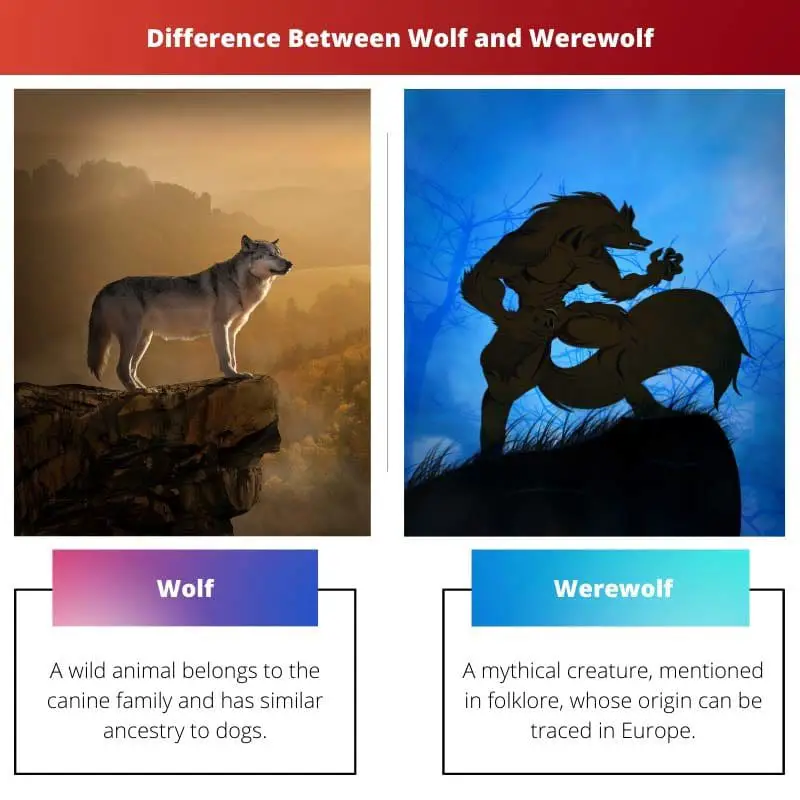 Difference Between Wolf and Werewolf 1 rotated