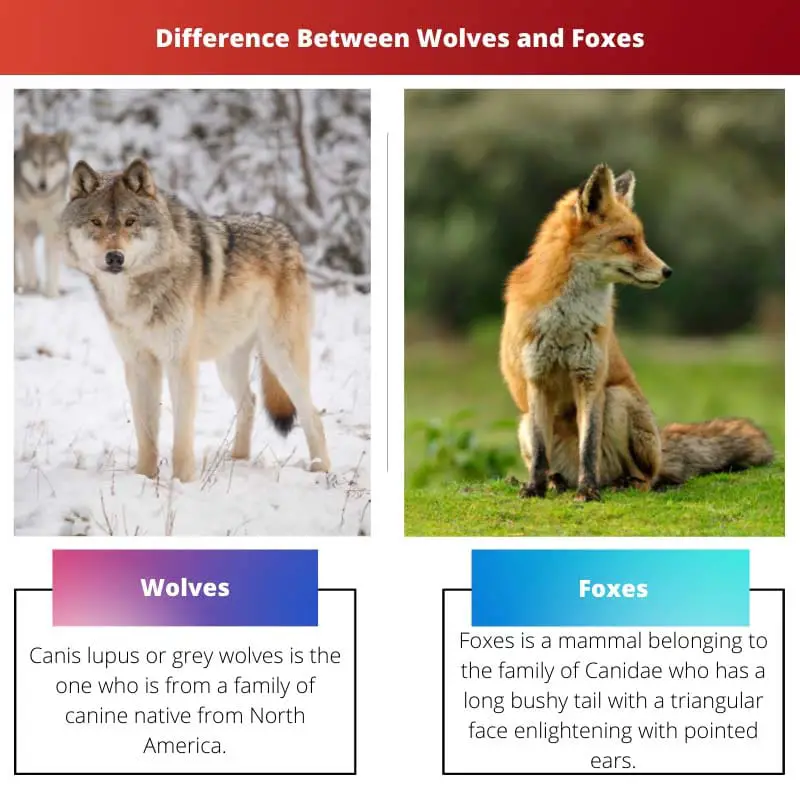 Difference Between Wolves and
