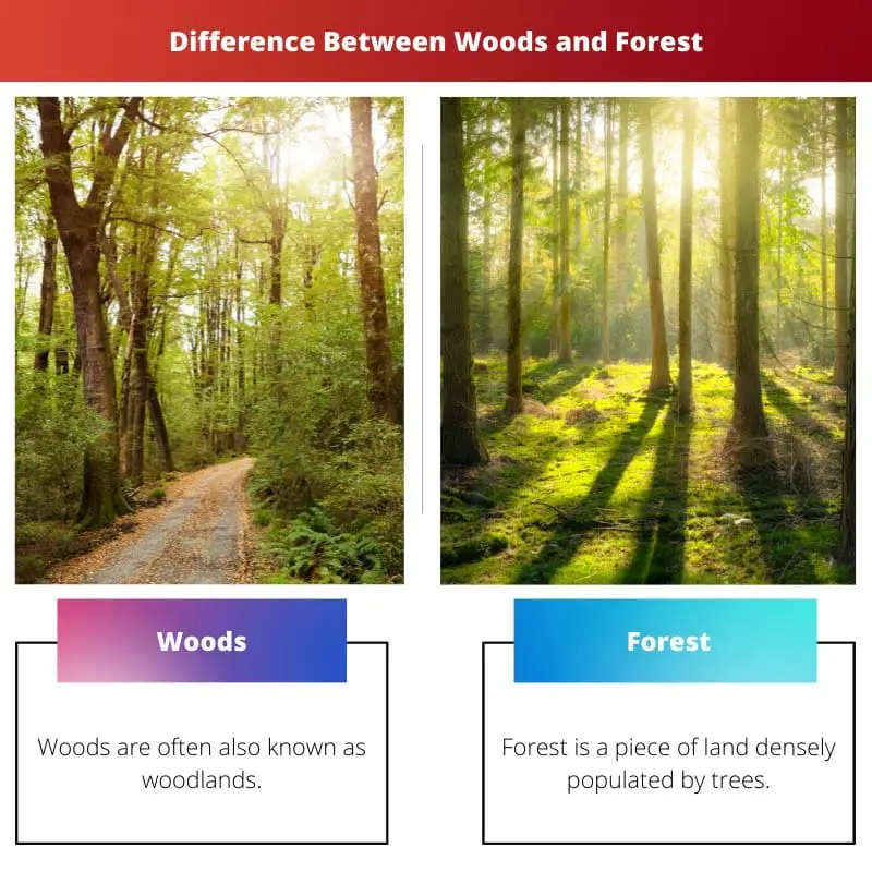 Difference Between Woods and Forest