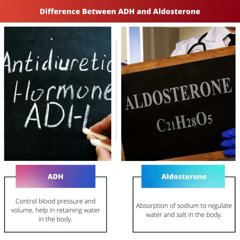 Difference Between ADH and Aldosterone