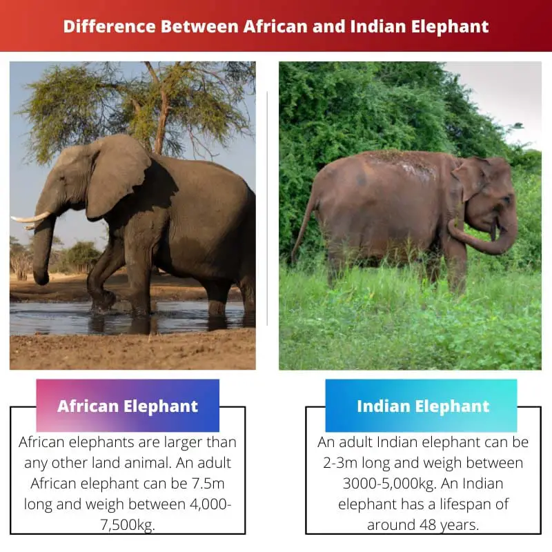 Difference Between African and Indian Elephant