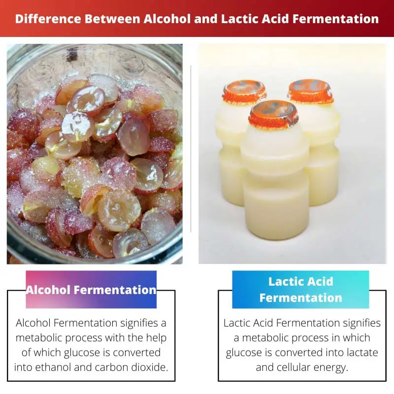 Difference Between Alcohol and Lactic Acid Fermentation