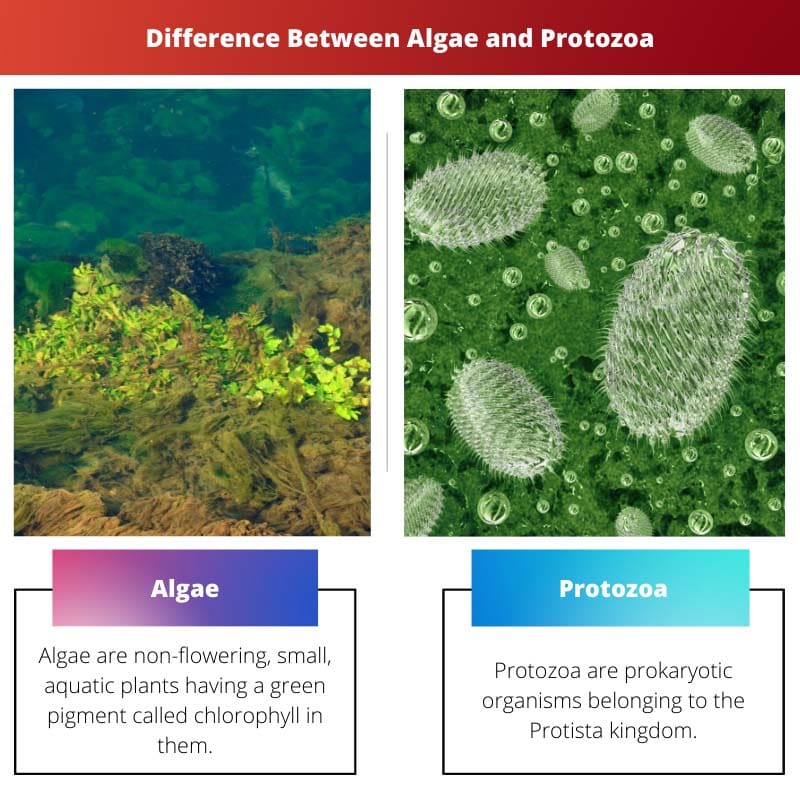 Difference Between Algae and Protozoa