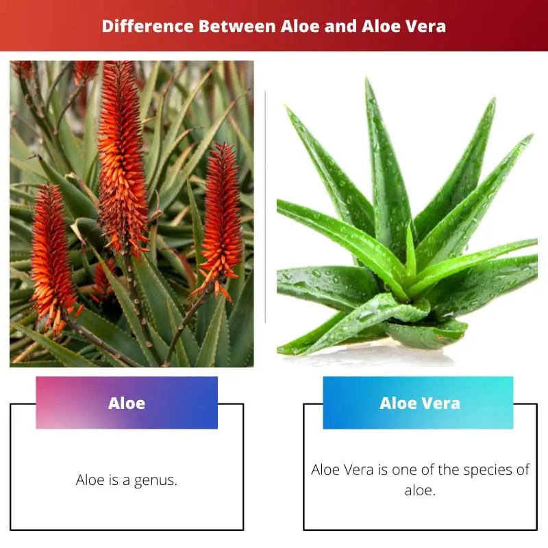Difference Between Aloe and Aloe Vera