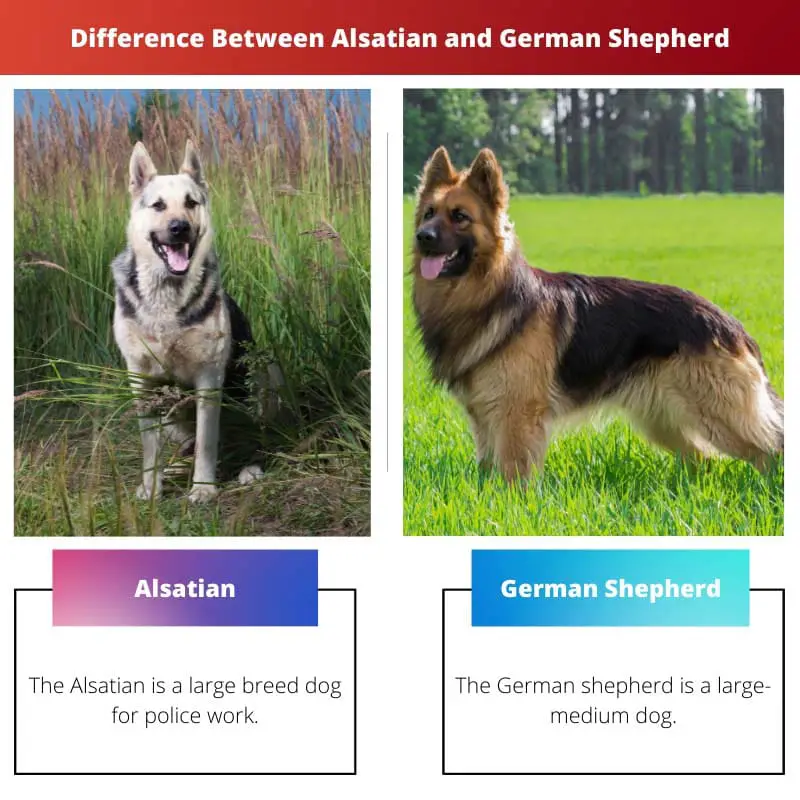 Difference Between Alsatian and German Shepherd