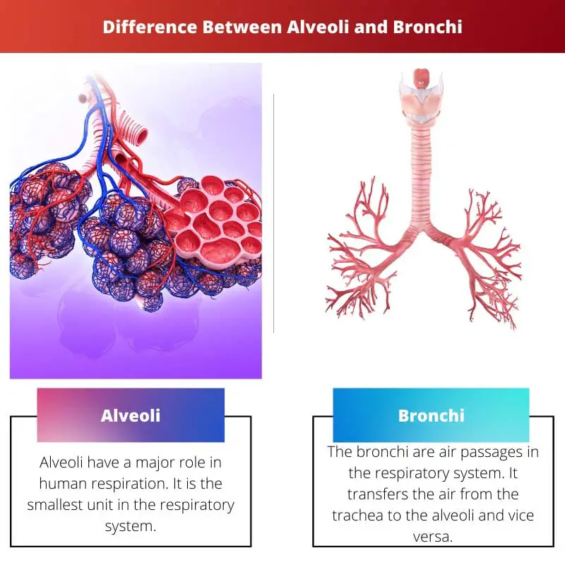 Difference Between Alveoli and Bronchi