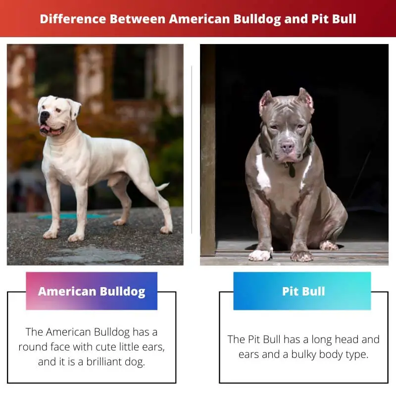 Difference Between American Bulldog and Pit Bull