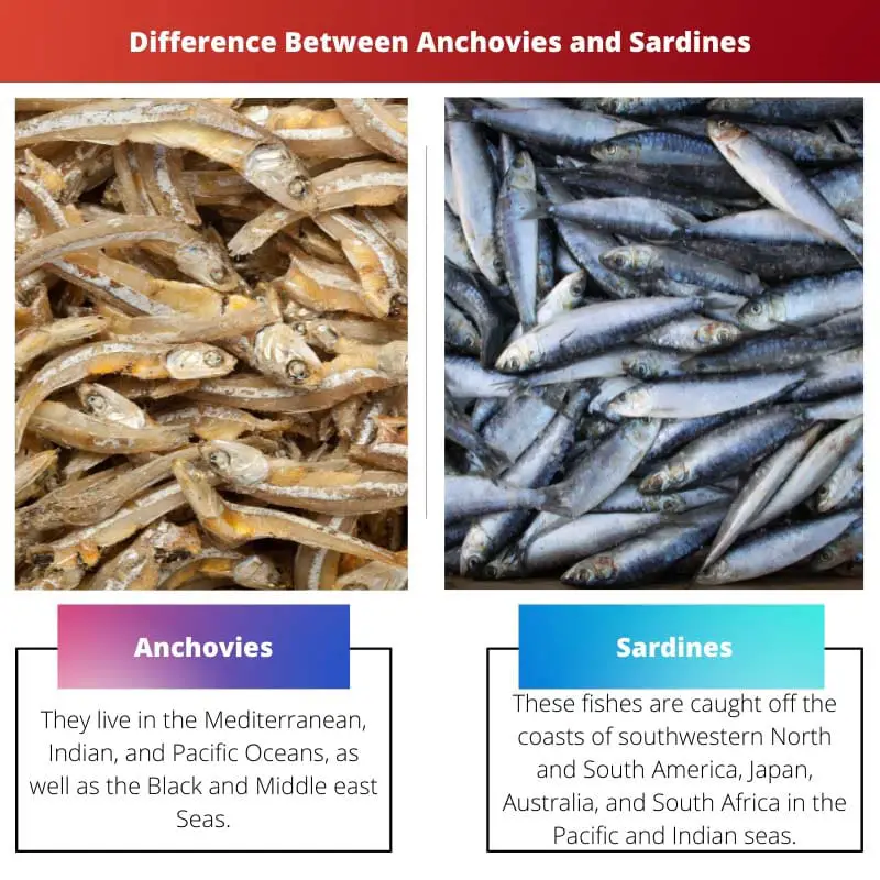 Difference Between Anchovies and Sardines