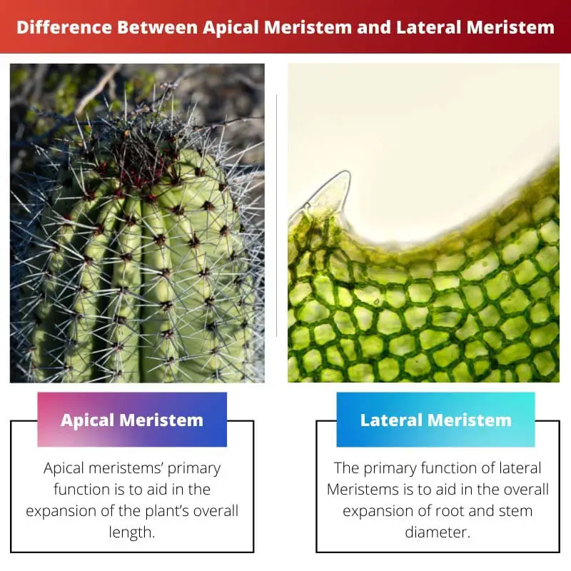 Difference Between Apical Meristem and Lateral Meristem