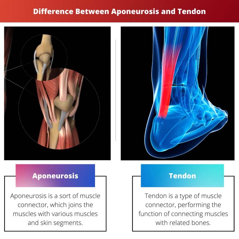 Difference Between Aponeurosis and Tendon