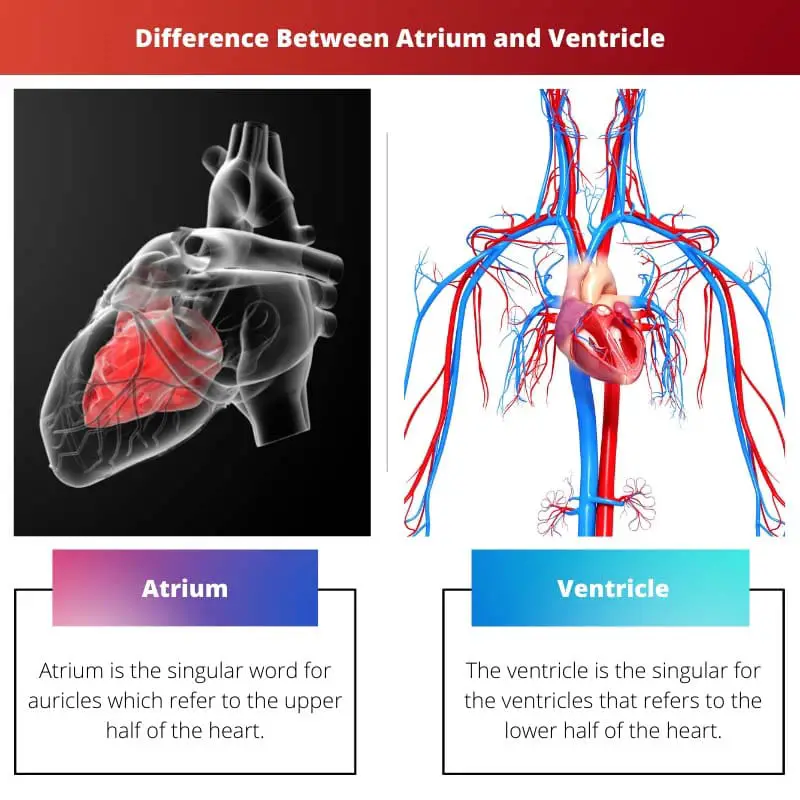 Difference Between Atrium and Ventricle