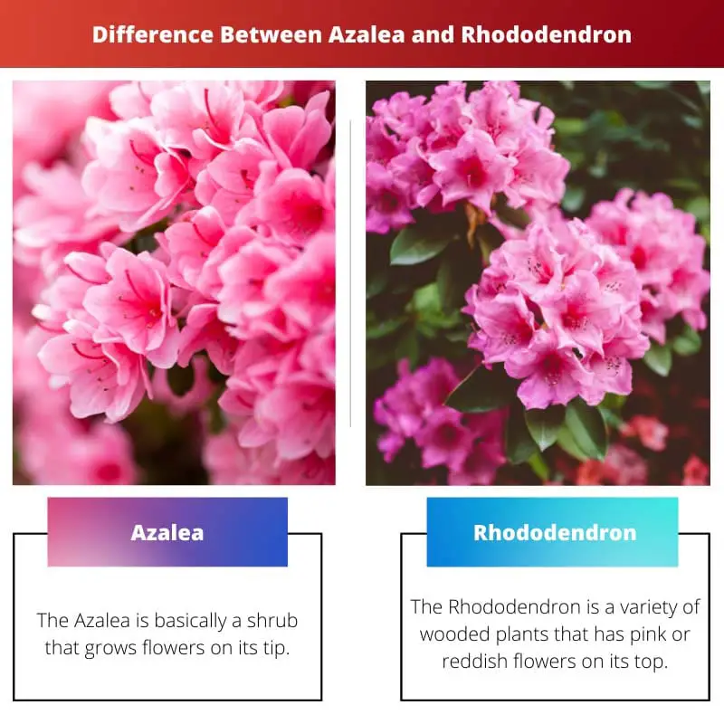 Difference Between Azalea and Rhododendron