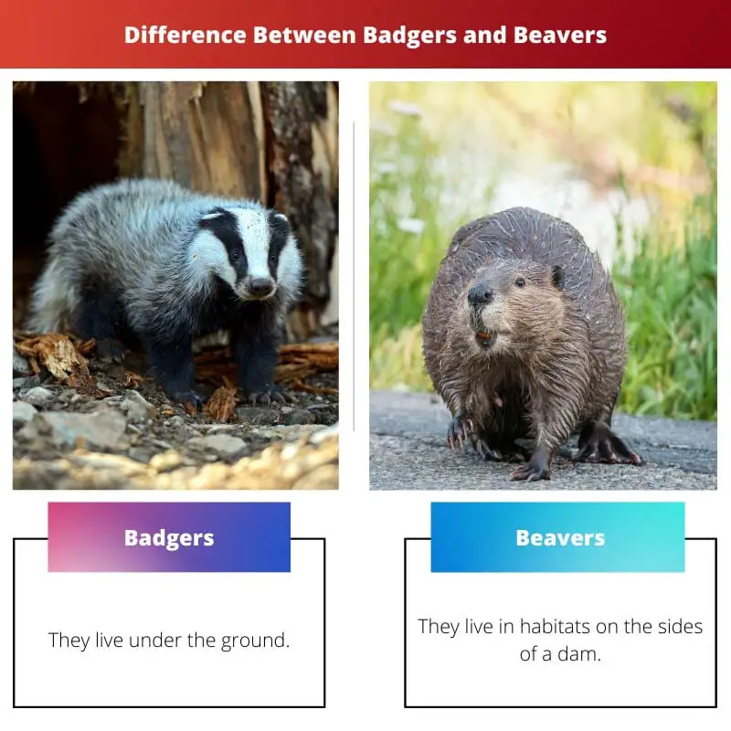 Difference Between Badgers and Beavers