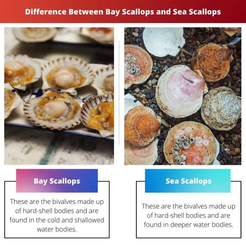 Difference Between Bay Scallops and Sea Scallops