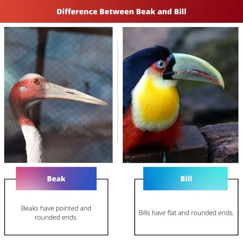 Difference Between Beak and Bill